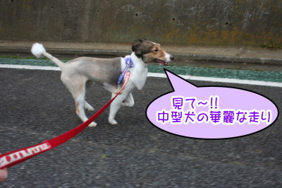 シェルティー成犬メス画像