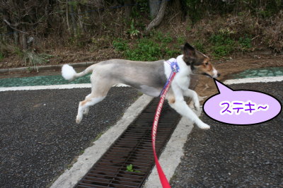 シェルティー成犬メス画像