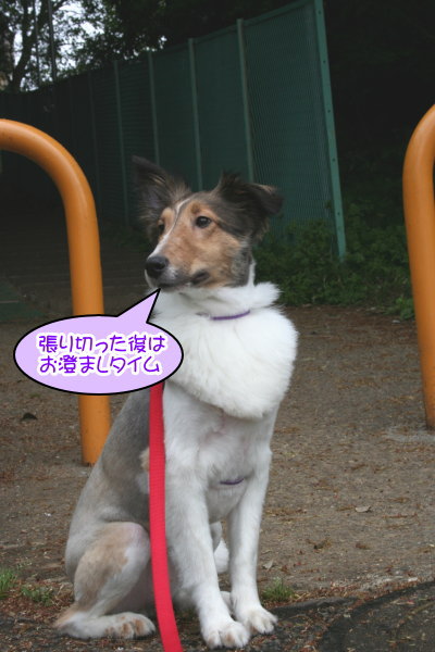 シェルティー成犬メス画像