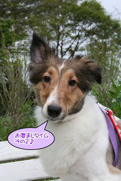 シェルティー成犬メス画像
