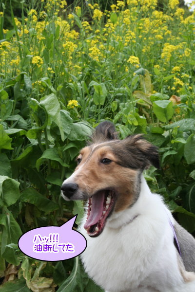 シェルティー成犬メス画像