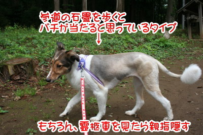 シェルティー成犬メス画像