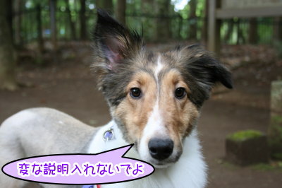 シェルティー成犬メス画像
