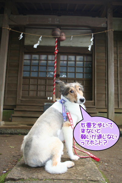 シェルティー成犬メス画像