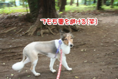 シェルティー成犬メス画像
