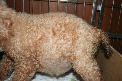 トイプードルレッド犬の出産(お産)画像