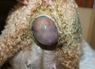 トイプードルレッド犬の出産(お産)画像