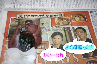 トイプードルレッド犬の出産(お産)画像
