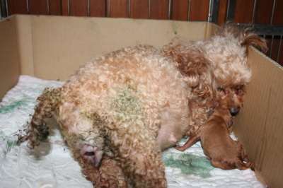 トイプードルレッド犬の出産(お産)画像
