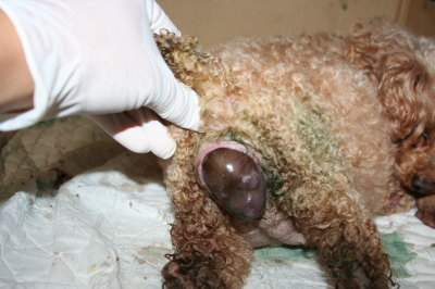 トイプードルレッド犬の出産(お産)画像