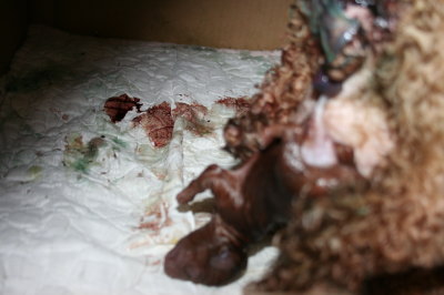 トイプードルレッド犬の出産(お産)画像