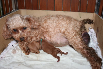 トイプードルレッド犬の出産(お産)画像