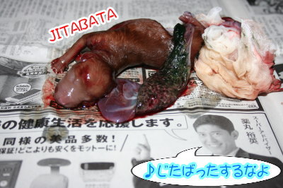 トイプードルレッド犬の出産(お産)画像