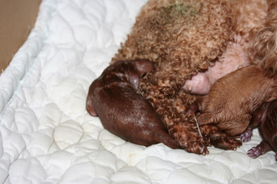 トイプードルレッド犬の出産(お産)画像