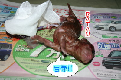 トイプードルレッド犬の出産(お産)画像