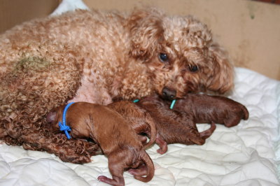 トイプードルレッド犬の出産(お産)画像
