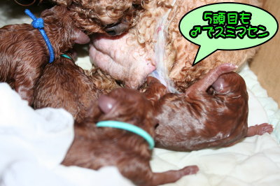 トイプードルレッド犬の出産(お産)画像