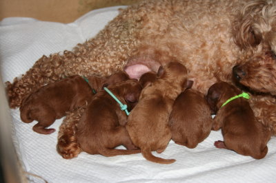 トイプードルレッド犬の出産(お産)画像