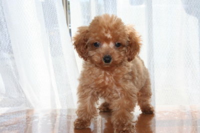 ティーカッププードルレッドの子犬メス、生後2ヶ月画像
