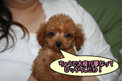 ティーカッププードルレッドの子犬メス、生後2ヶ月画像