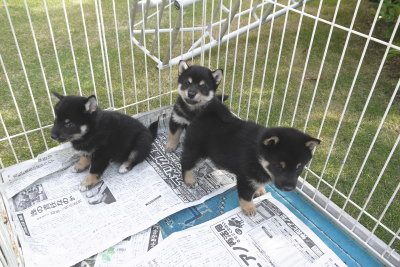 黒柴の子犬オスメス生後50日画像