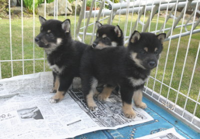 黒柴の子犬オスメス生後50日画像