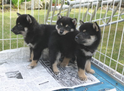 黒柴の子犬オスメス生後50日画像
