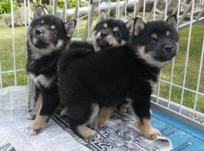 黒柴の子犬オスメス生後50日画像