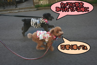 トイプードルレッドメスとブラック(黒色)メス多頭飼い画像
