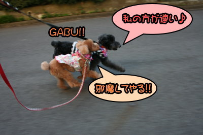 トイプードルレッドメスとブラック(黒色)メス多頭飼い画像