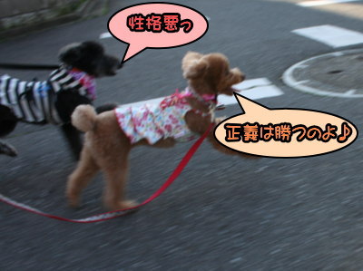 トイプードルレッドメスとブラック(黒色)メス多頭飼い画像