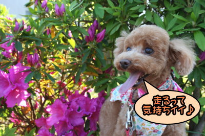 トイプードルレッドメスとブラック(黒色)メス多頭飼い画像