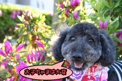 トイプードルレッドメスとブラック(黒色)メス多頭飼い画像