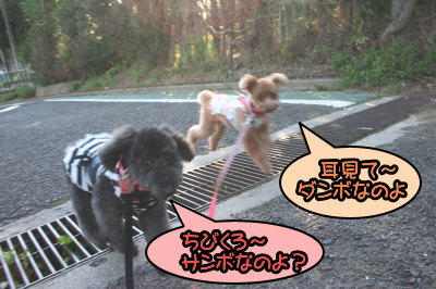 トイプードルレッドメスとブラック(黒色)メス多頭飼い画像