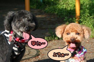 トイプードルレッドメスとブラック(黒色)メス多頭飼い画像