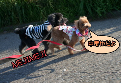 トイプードルレッドメスとブラック(黒色)メス多頭飼い画像