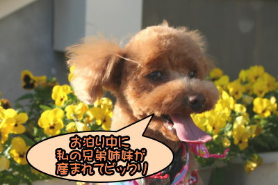 トイプードルレッドメスとブラック(黒色)メス多頭飼い画像