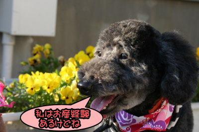 トイプードルレッドメスとブラック(黒色)メス多頭飼い画像