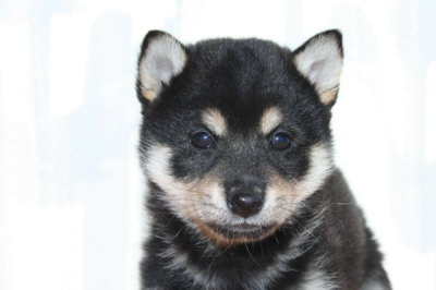 柴犬の黒の子犬オス、生後2ヶ月画像