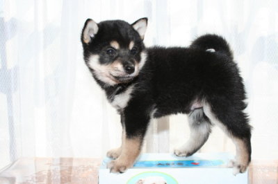 柴犬の黒の子犬オス、生後2ヶ月画像