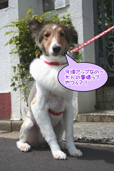 シェットランドシープドッグ成犬メス画像