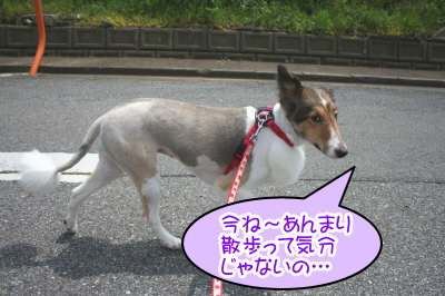 シェットランドシープドッグ成犬メス画像