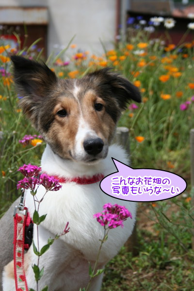 シェットランドシープドッグ成犬メス画像