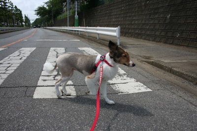 シェットランドシープドッグ成犬メス画像