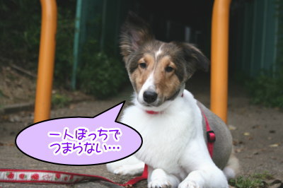 シェットランドシープドッグ成犬メス画像