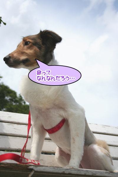 シェットランドシープドッグ成犬メス画像
