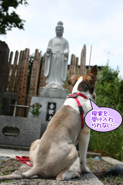 シェットランドシープドッグ成犬メス画像