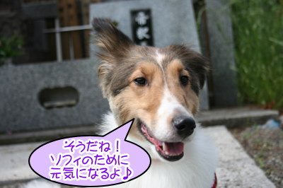 シェットランドシープドッグ成犬メス画像