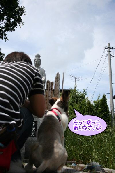 シェットランドシープドッグ成犬メス画像