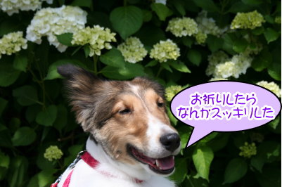 シェットランドシープドッグ成犬メス画像